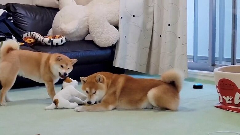 飼い主さんを確認するこむぎくん
