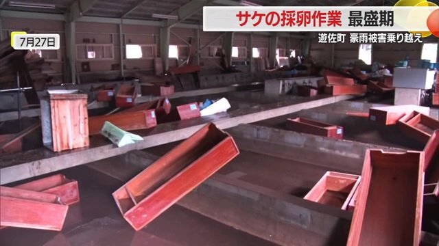大雨によってふ化に使う箱が流され散乱