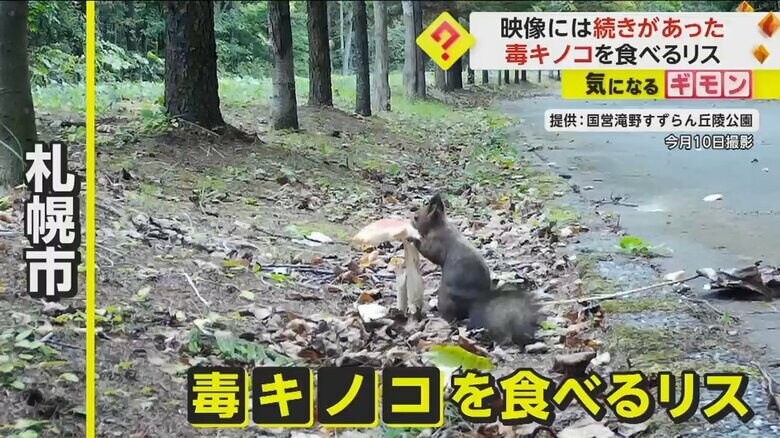 10日に札幌市で撮影された毒キノコをたべるリス