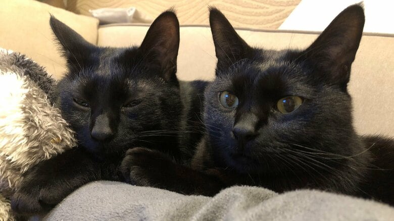 2匹はいつも一緒