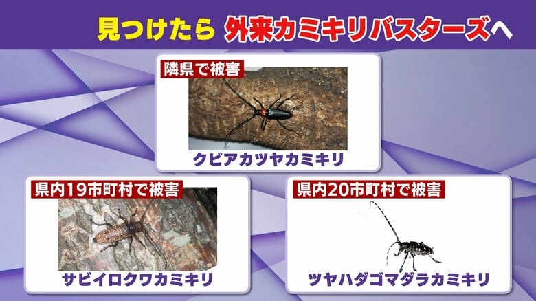 防除には初動が大切　見つけたら連絡を