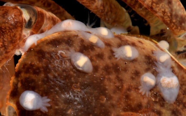 体長約2ミリの成体（提供：上野大輔准教授）