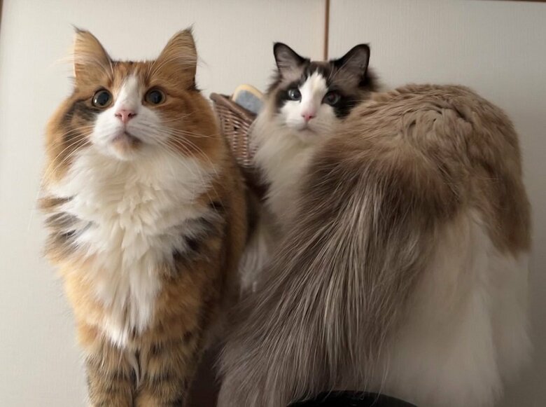 左：麦ちゃん　右：先住猫のとろろくん