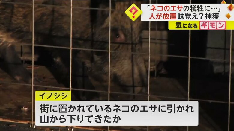 ネコのエサの入ったワナにかかったイノシシ