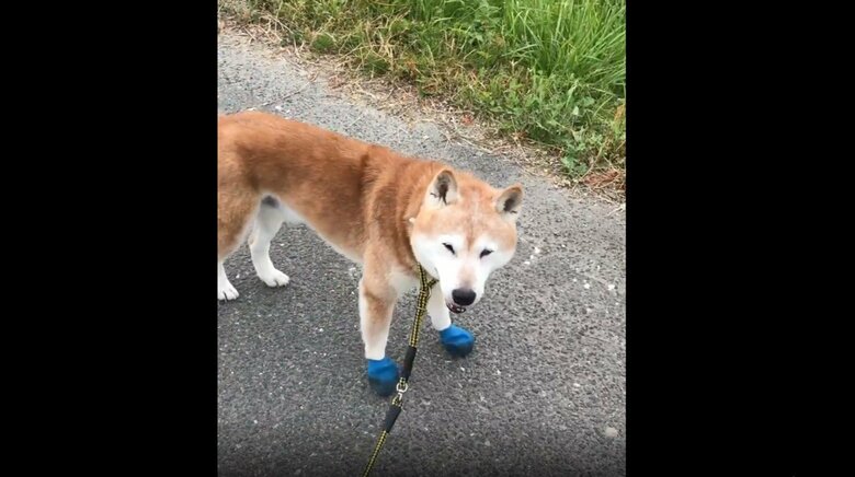 楽しそうに散歩する伊佐蔵くん