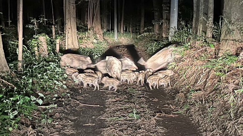 獣道から出てきたイノシシの親子の群れ