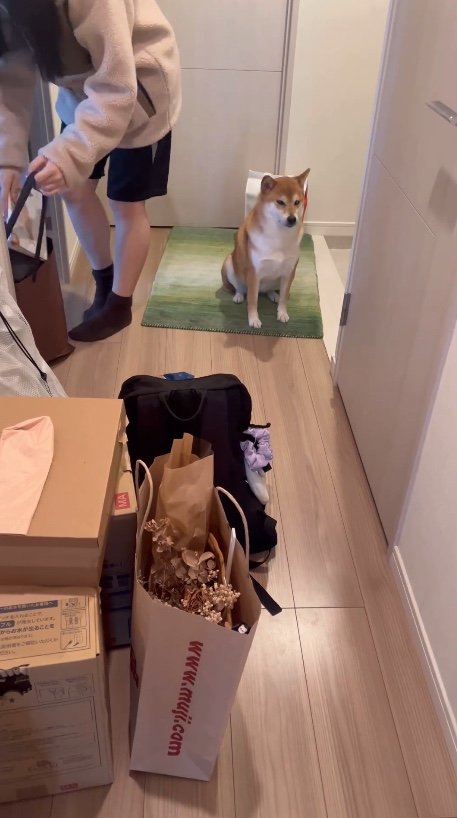 どこか寂しそうなけいちゃんだった（提供：柴犬けいちゃん）