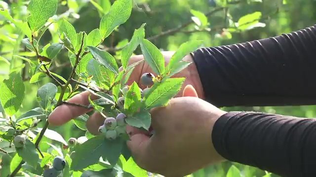 ブルーベリー栽培　育てる苦労も実感