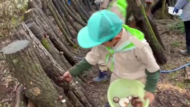 「緑の少年団」によるシイタケ収穫の様子