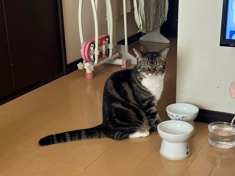 鋭い視線を向けてくるまるこちゃん