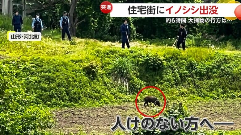 人気のない農地方面へ姿を消し、捕獲は断念されたというイノシシ