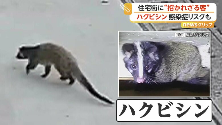 対策の必要が高いとされる重点対策外来種に指定されているハクビシン