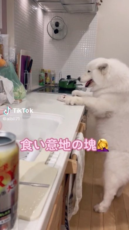 提供：ibukimama38さん