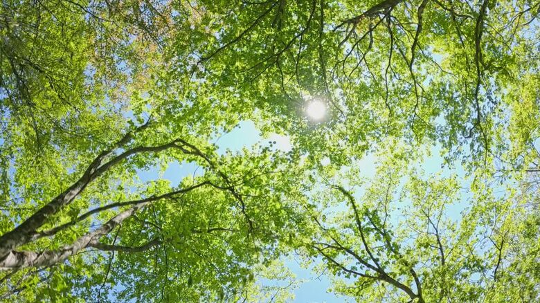 新緑のトンネル