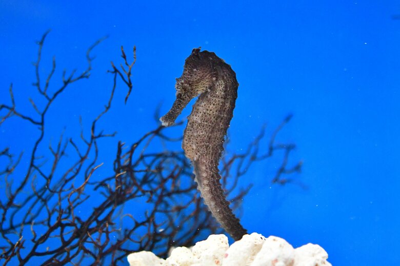 オオウミウマ（提供：サンシャイン水族館）