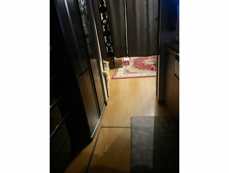 提供：ネコランドさん