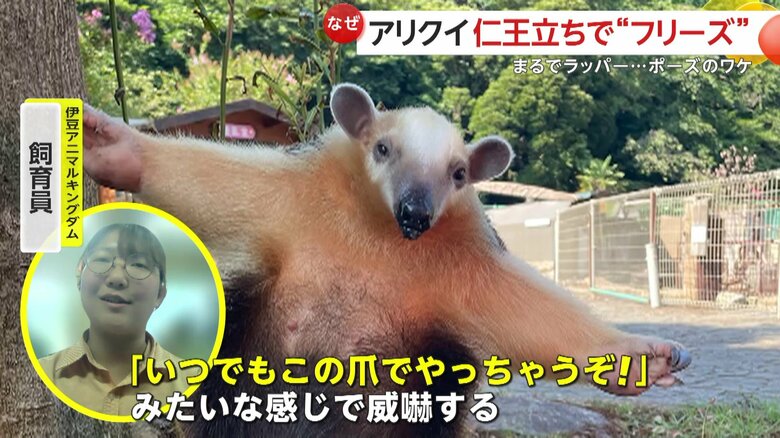 爪で力を見せつけるアリクイ（提供：伊豆アニマルキングダム）