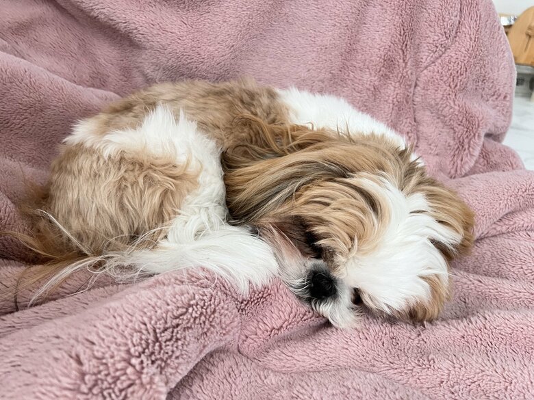 こたつ布団の上で寝るのが日課