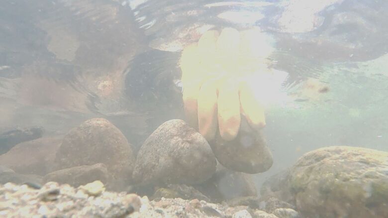 シロウオは川底の石の下に産卵する習性がある