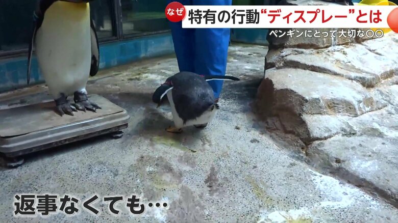 けなげに頭を下げるペンギン（映像提供：長崎ペンギン水族館）