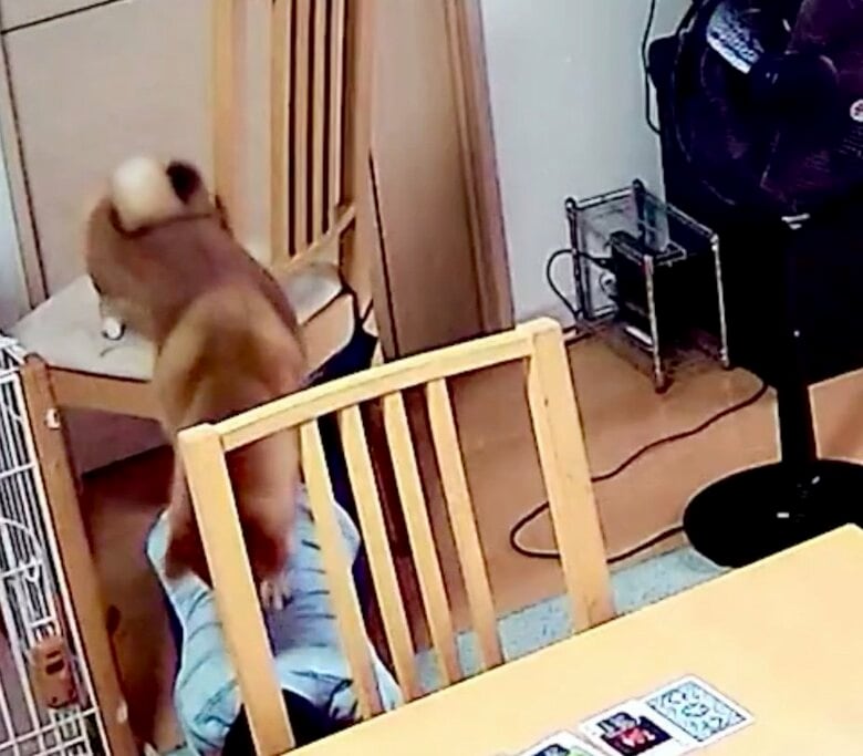 提供：柴犬勇者むぎさん