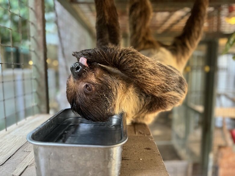 キンカンちゃんはあおむけでの水分補給を貫いているという（提供：神戸市立王子動物園）