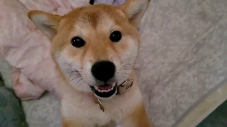 飼い主さんに飛びついて遊んでアピールのわらびちゃん