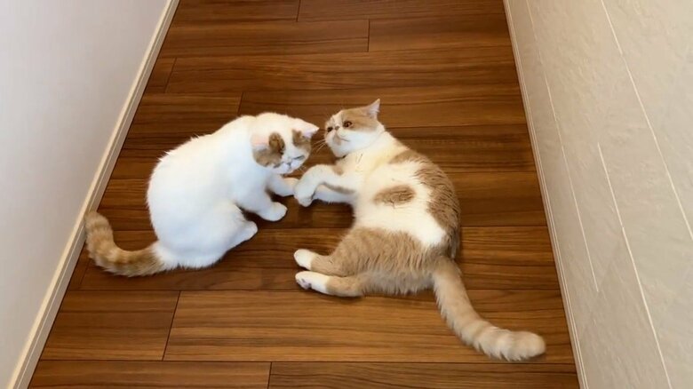 画像提供：エキゾのきなこさん。