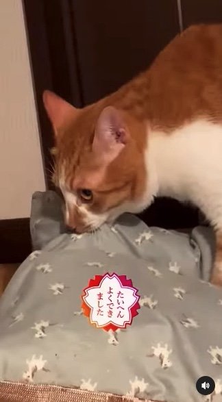 提供：赤瀬川和寿さん
