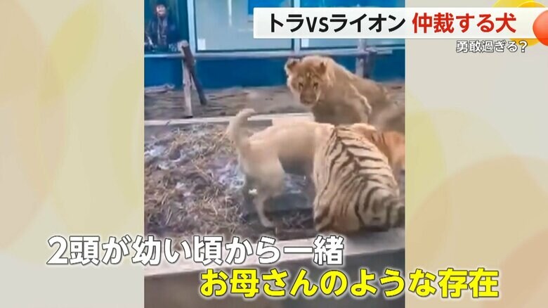 この犬は、2頭が幼いころから一緒に暮らすお母さんのような存在だという