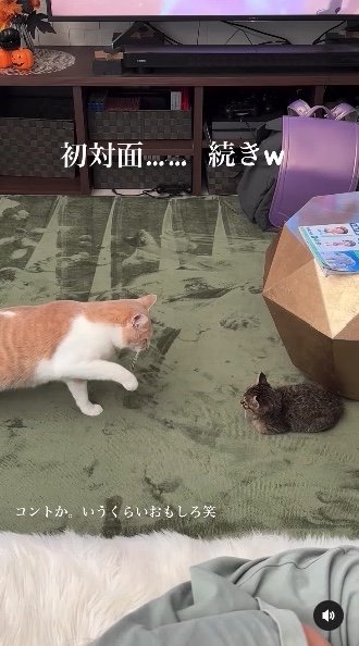 提供：たーにゃ。さん