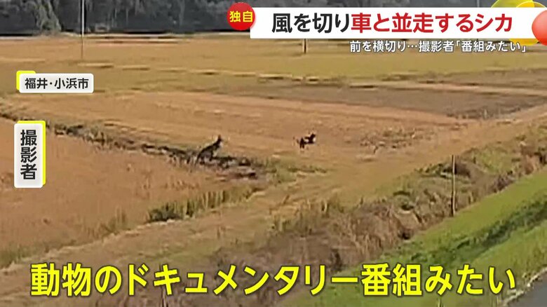 田んぼを走り抜ける2匹のシカ（映像提供：視聴者）