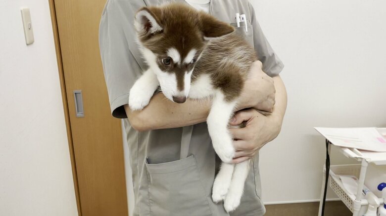 これから注射を受けるマリアンちゃん（提供：ヴィヴィまりさん）
