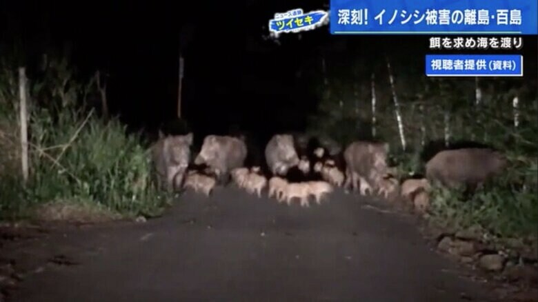 百島で繁殖するイノシシの群れ