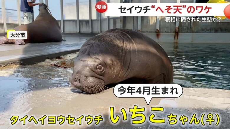 水から顔をのぞかせるいちこちゃん（提供：大分マリーンパレス水族館「うみたまご」）