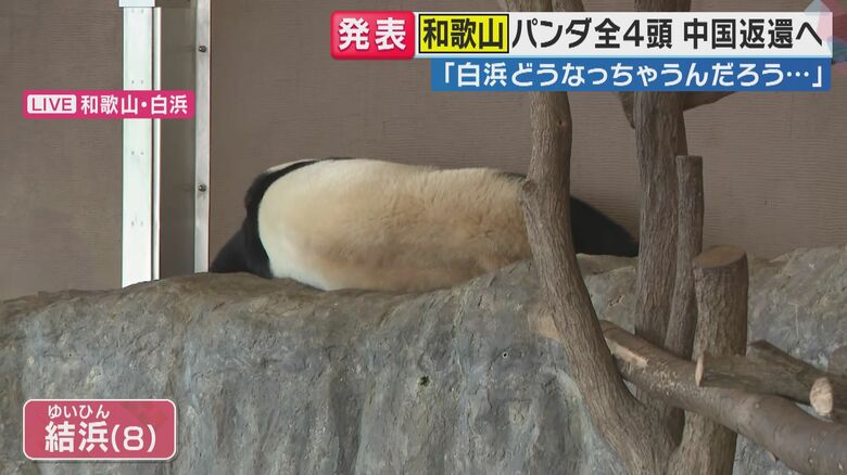 ジャイアントパンダの生態