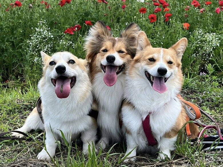 妹と弟に失敗は見せられなかったようだ（左から弟のくまくん、妹のうりちゃん、せこむちゃん）