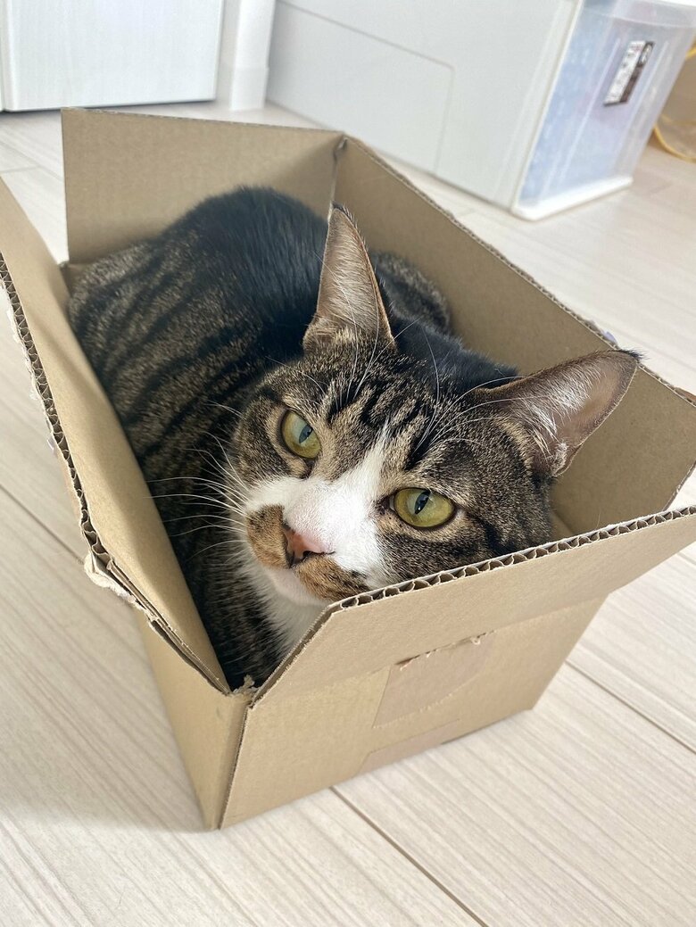 段ボール箱の中にすっぽり