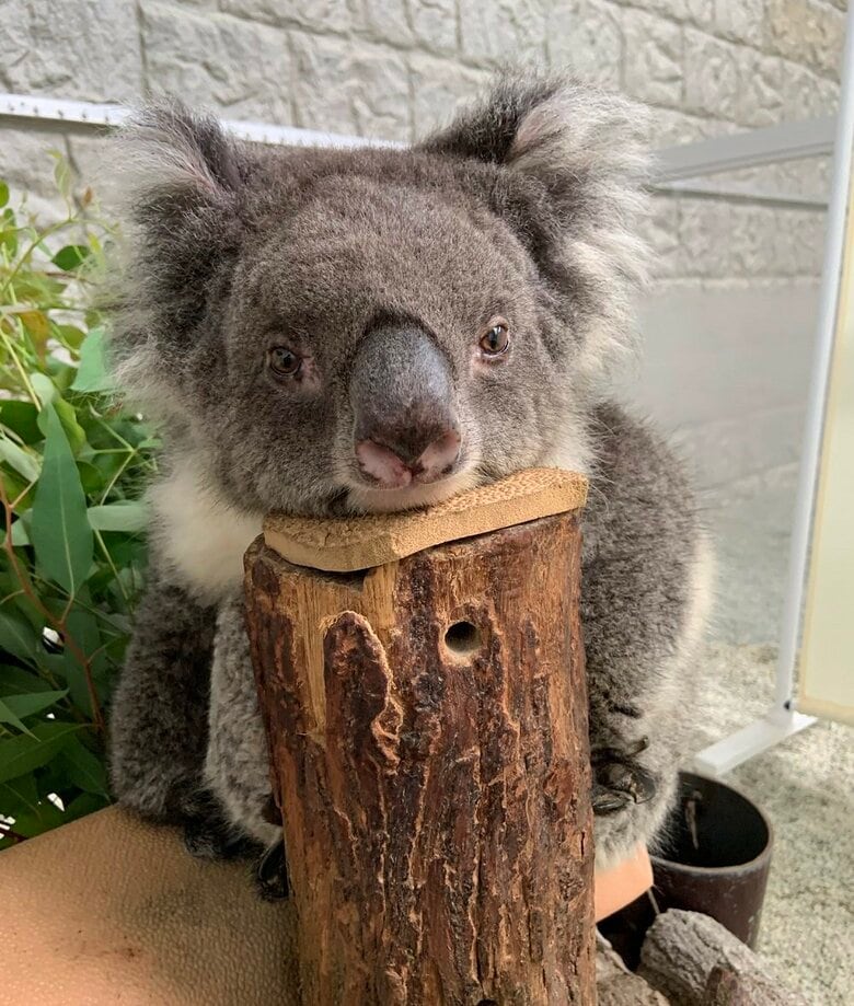 止まり木はお気に入りの場所（提供：イングランドの丘）