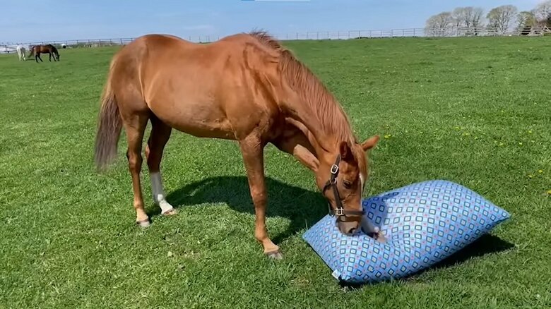 踏みつけて感触をチェック？