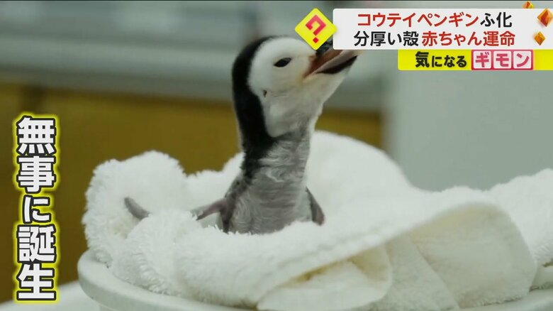 無事に誕生したコウテイペンギンのヒナ