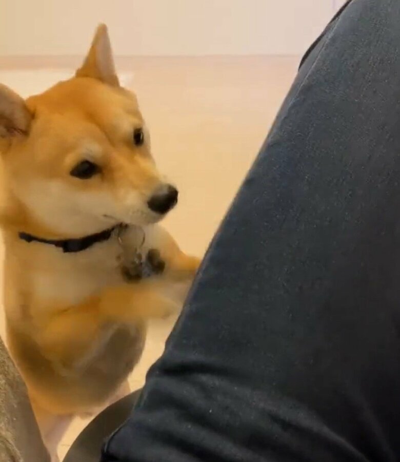 アピールするまめ助くん