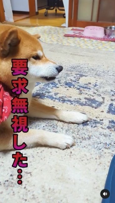 提供：柴犬スティーブch【コーギーと猫を添えて】さん