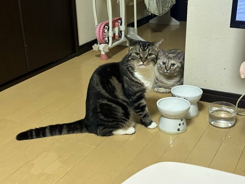 奥から見てくるきなこちゃんはたまたま偶然そこにいた