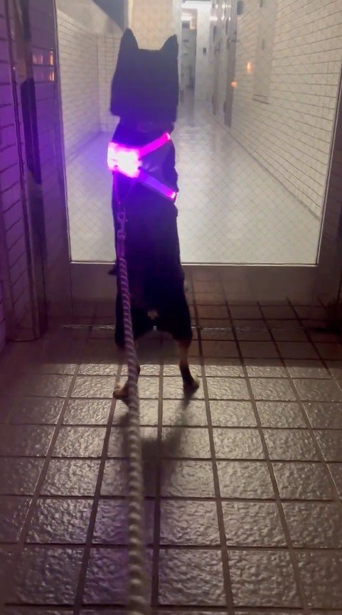 提供：豆柴ごま娘さん