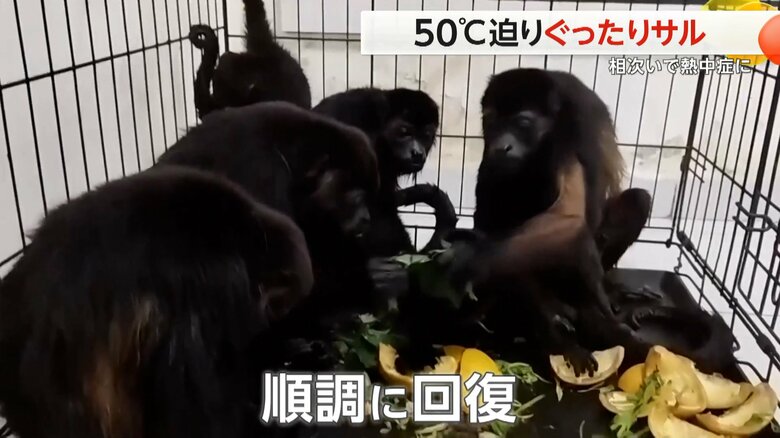 サルは野菜や果物などのエサを食べ、順調に回復しているという