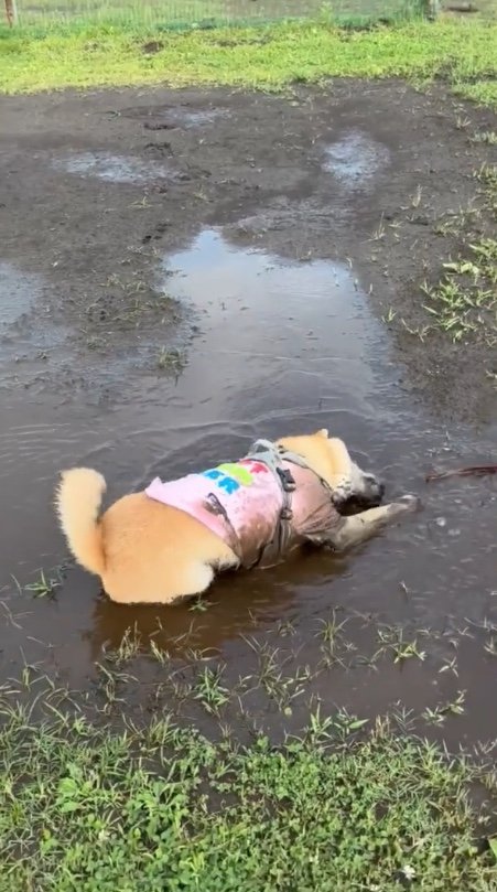 提供：柴犬まるやん日記さん