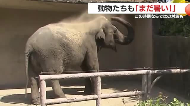 動物たちも「まだ暑い！」　この時期ならではの対策も　鹿児島市・平川動物公園