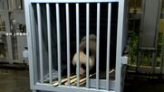 シャオシャオとレイレイが成田空港に到着　まもなく出国へ…あす中国・四川省のジャイアントパンダ保護研究センターに到着予定