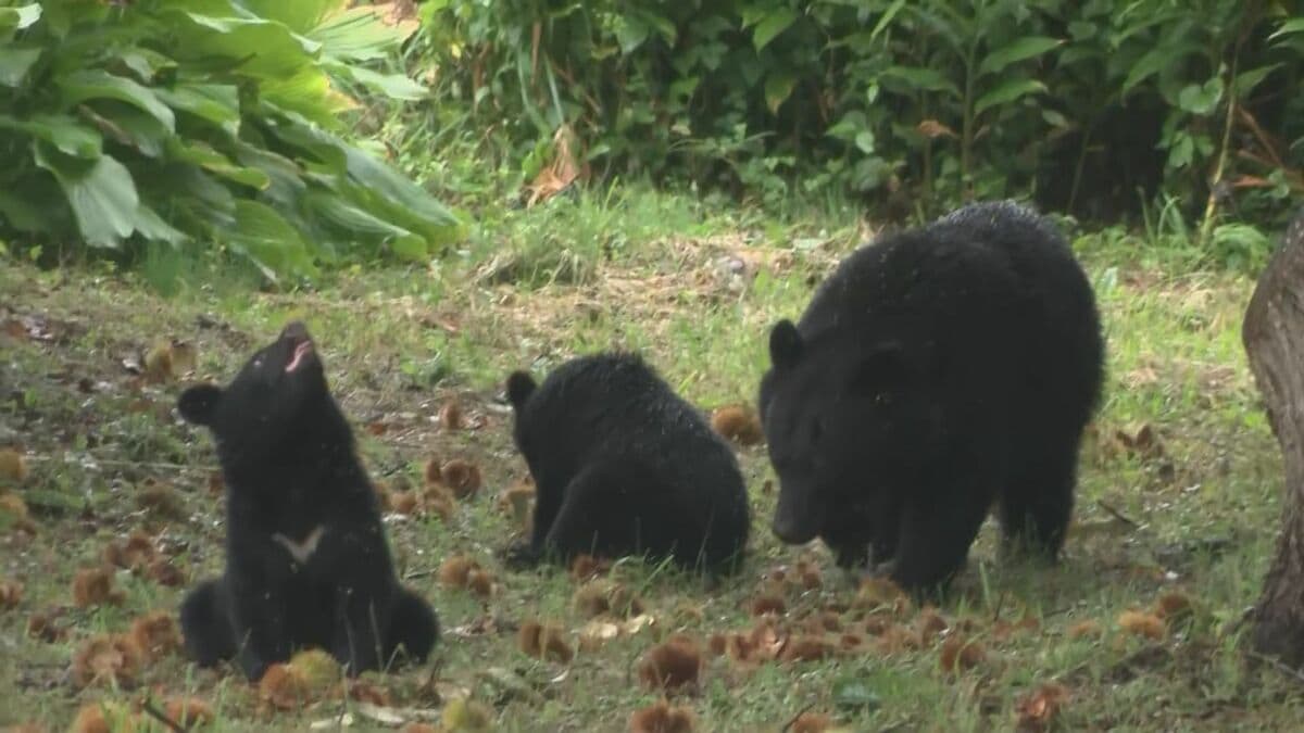 カメラが捉えた｢クリを食べる親子グマ｣…校舎から50mの林で最大4頭目撃